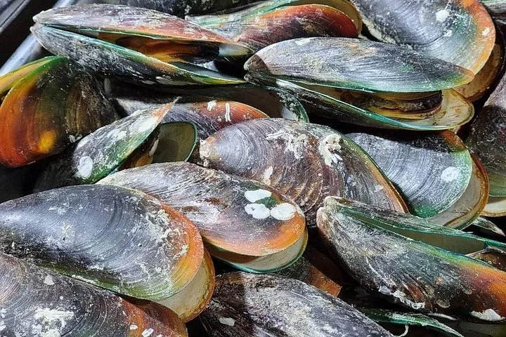 Nahaufnahme frischer grüner Miesmuscheln, zubereitet für ein Buffet.